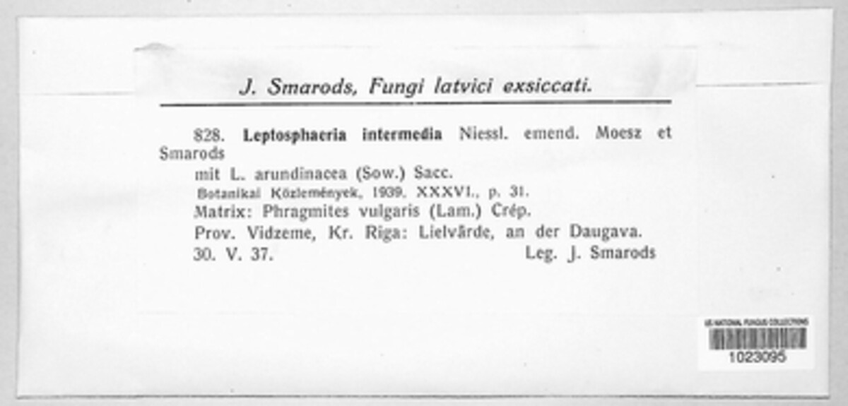 Leptosphaeria intermedia image